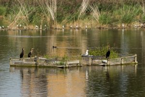 Woodberry Wetlands credit_Penny Dixie-8774
