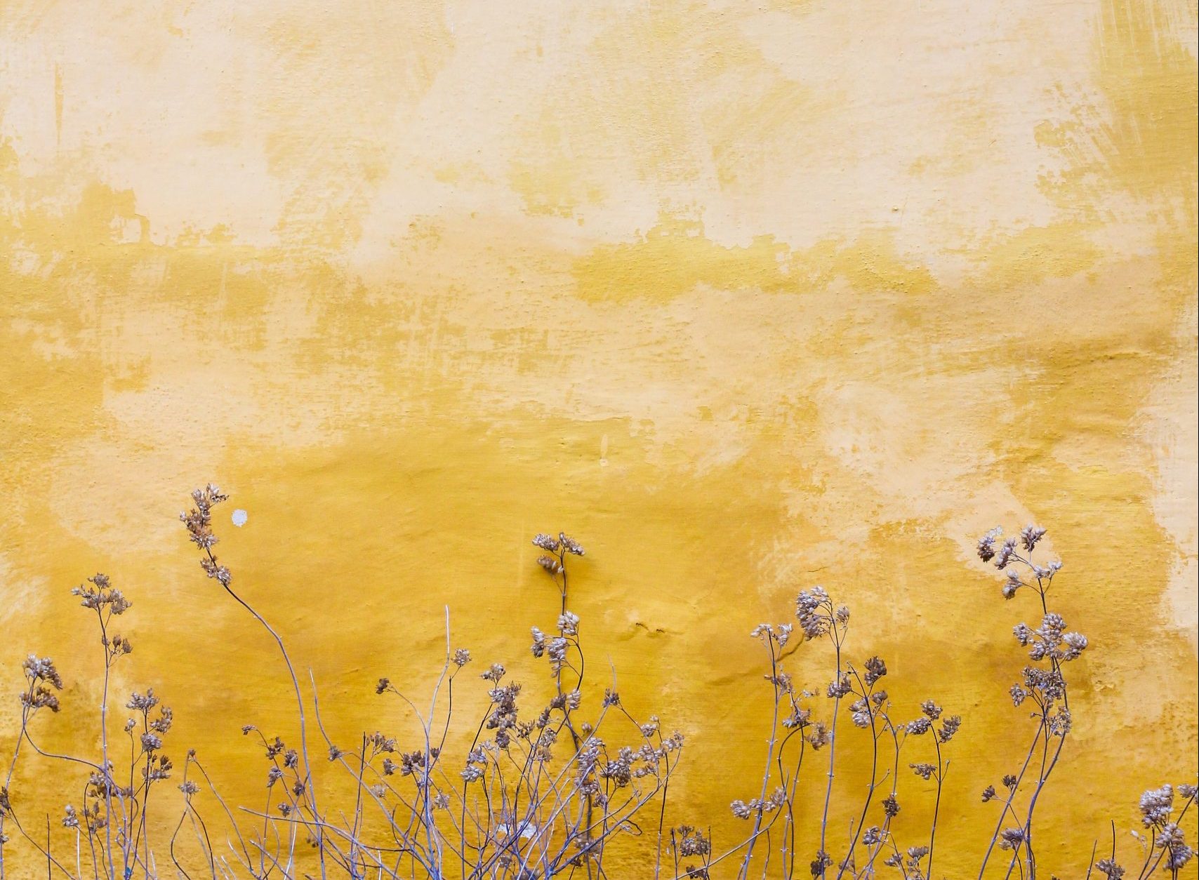 an image of yellow flowers growing up a wall