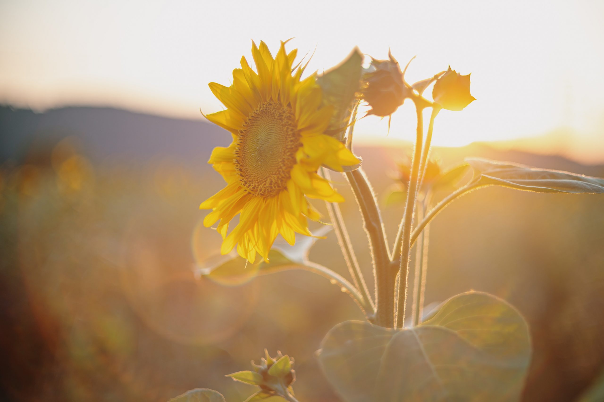 a closeup of a sunflower in a field with the sun setting behind
